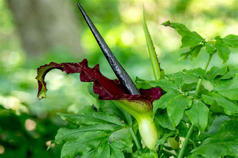 How to Grow and Care for Dragon Lily Plants