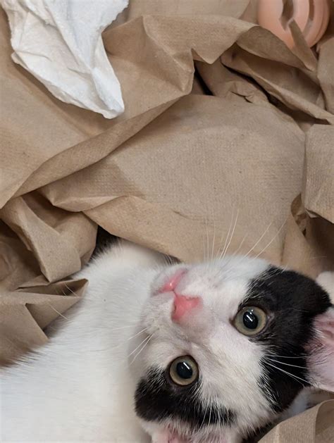 Adoptions Levittown PetSmart