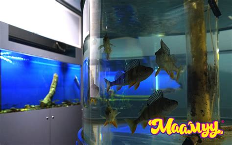 Maamuu · ФОТО: Цэнгэг усны нөөц, байгаль хамгаалах төвийн музей