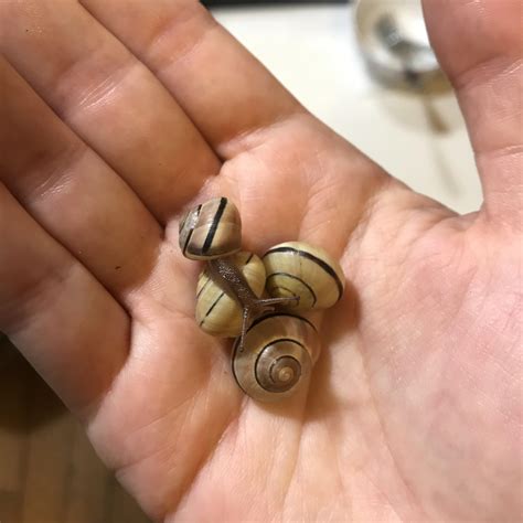 first single-striped grove snails I’ve found! (by almost stepping on