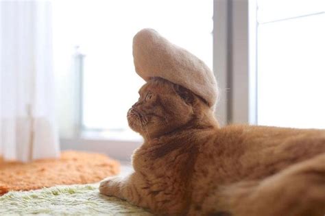 Милые котики в шляпах, сделанных из их собственной шерсти « FotoRelax ...