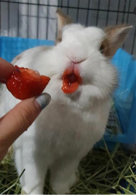 Stuffy Bunny : r/dontputyourdickinthat