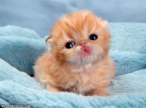 daily cuteness  breakbrunch