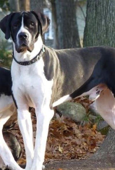 Great Dane St Bernard Mix Puppies