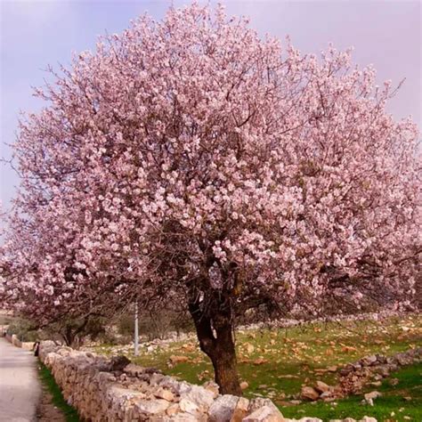 Миндаль семена, Prunus dulcis - Лесосад