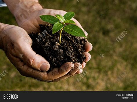 Farmer Hand Holding Image & Photo (Free Trial) | Bigstock