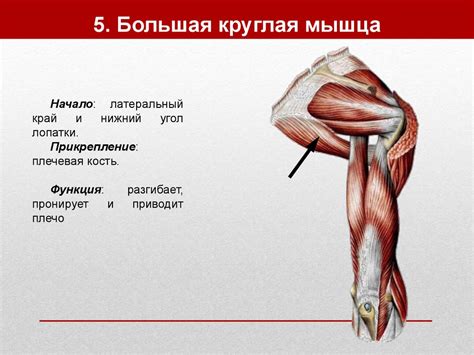 Мышцы шеи - презентация онлайн