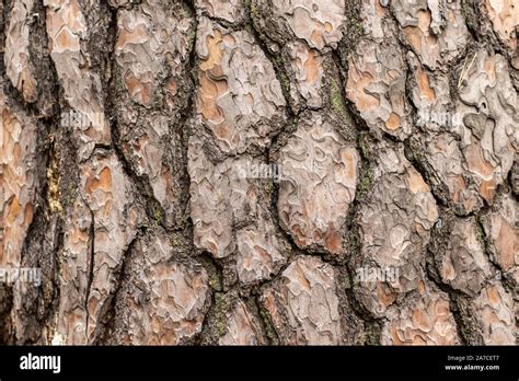 Bark cracks hi-res stock photography and images - Alamy