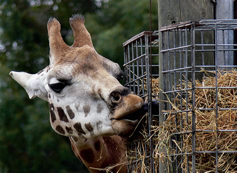 gratis billeder eventyr dyreliv zoo pattedyr fauna savanne