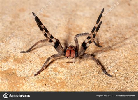 Brazilian Wandering Spider Danger Poisonous Phoneutria Ctenidae Stock ...