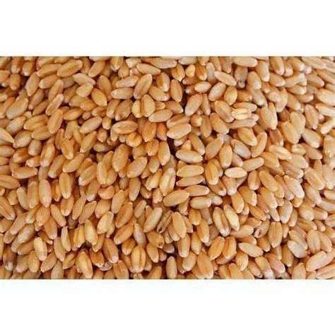 wheat  kilograms ambernath east mumbai id