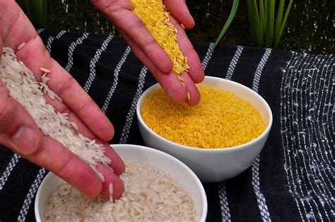 genetically modified golden rice falls short  lifesaving promises