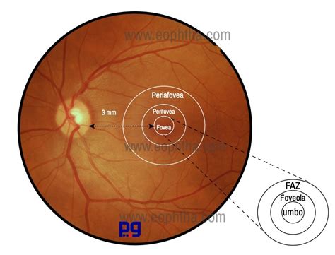 Anatomy of Retina