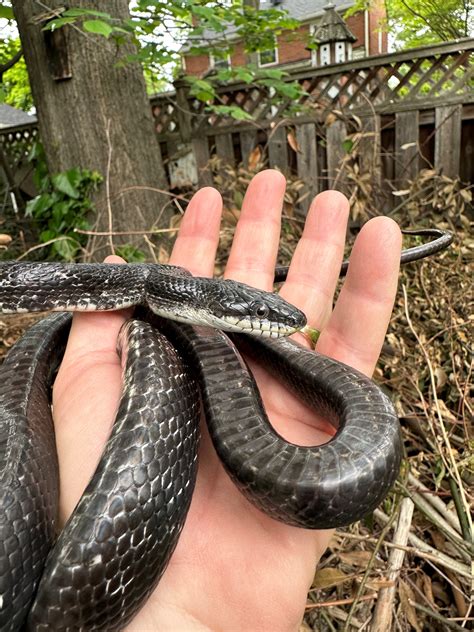 College Park Wild: Snakes in the suburbs: All black snakes are not the