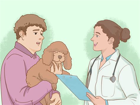 How to Clean Poodle Ears: Care and Cleaning