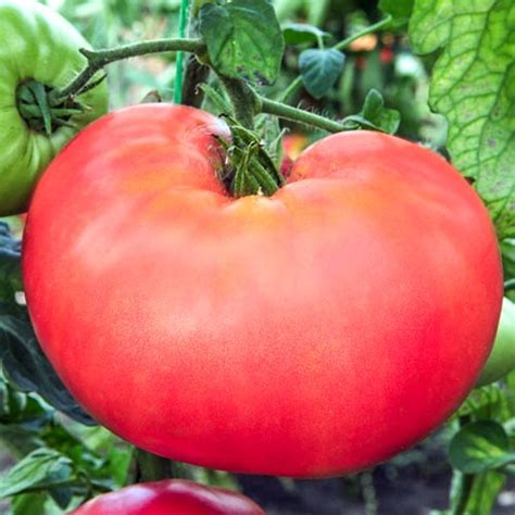 Томат Малиновая кубышка Седек (71697): купить семена почтой в Беларуси ...