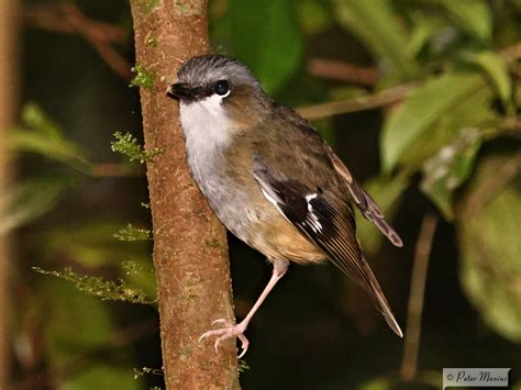 Grey-headed Robin