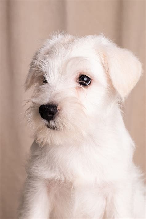 Schnauzer mini blanco, ¿qué tiene de especial? - Las Almenas