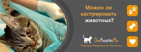 Можно ли кастрировать животных?
