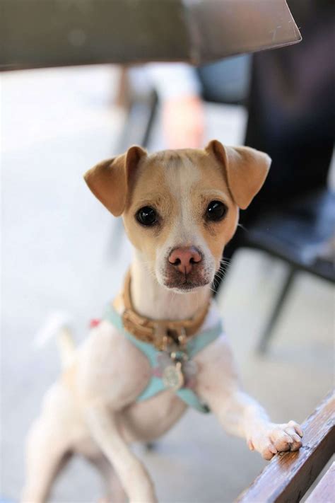 RHOBH PuppyGate Scandal: Where Is Lucy Lucy Apple Juice Now?