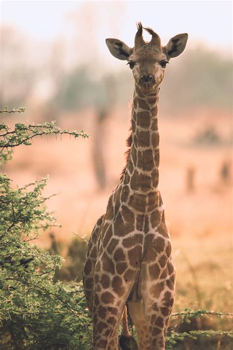Wildlife Photography: Was Sie wissen sollten | myposter Magazin