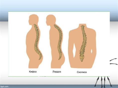 Строение кости - презентация онлайн