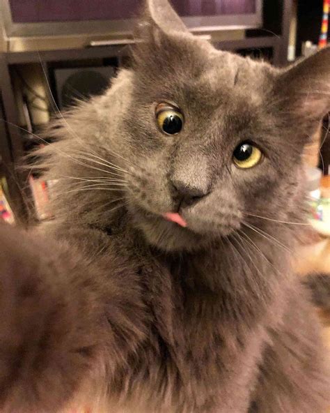 Cross-Eyed Rescue Cat Belarus Helps Shelter Animals