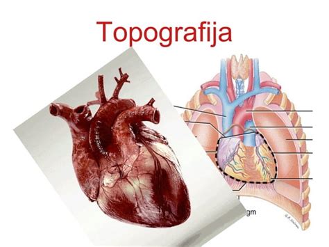Anatomija srca