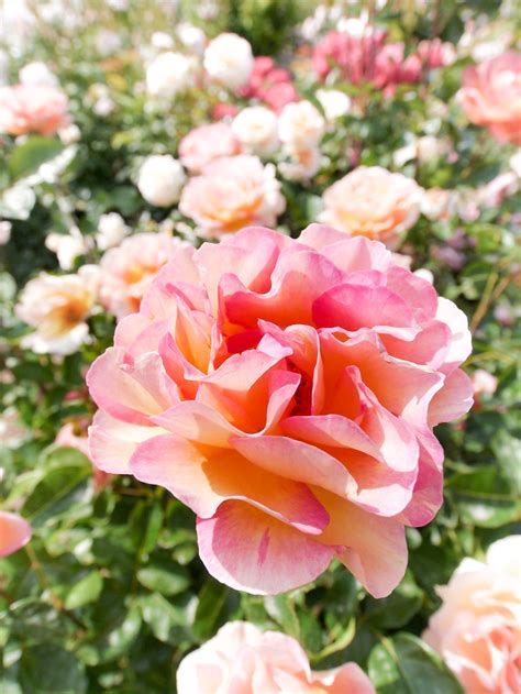 Rose, La Parisienne, バラ, ラ パリジェンヌ, - a photo on Flickriver
