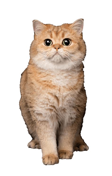 Корма Leo&Lucy для собак и кошек | сбалансированный, полнорационный ...