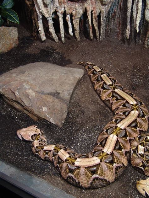 🔥The pattern on a Gaboon snake is fucking🔥🔥🔥!!!! : NatureIsFuckingLit