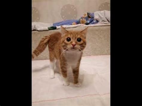 кот обормот - YouTube