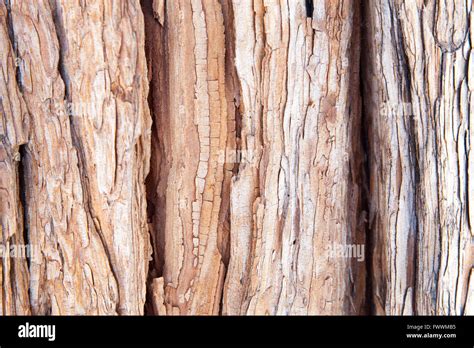 Sequoia tree bark hi-res stock photography and images - Alamy