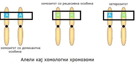 k.proshev: Монохибридно вкрстување IX одд