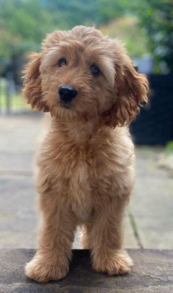 Cockapoo facts the ultimate cockapoo guide – Artofit
