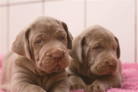 Weimaraner Long Hair: Essential Facts and Care Tips