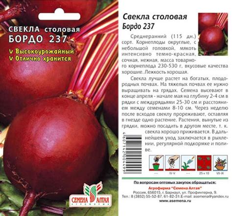 Свекла Бордо 237: описание сорта, фото, отзывы, характеристика ...