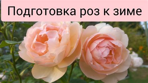 Розы.Пригибаю....Вырезаю.... - YouTube
