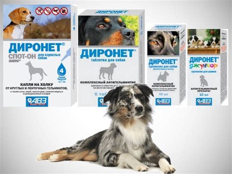 Диронет для собак: инструкция по применению, показания и побочные ...