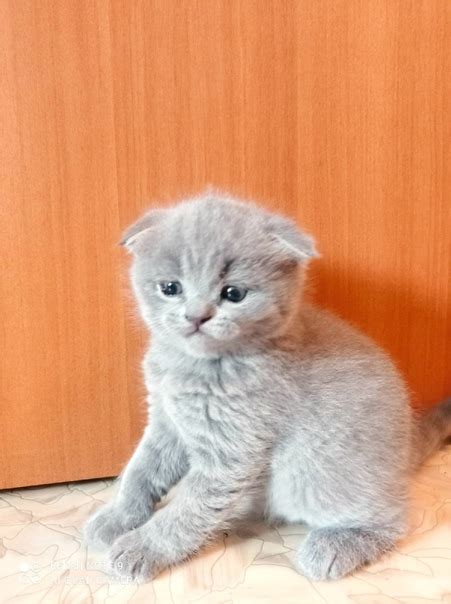 Продам милых британских котят от правильной вязки осталось котик прям и ...
