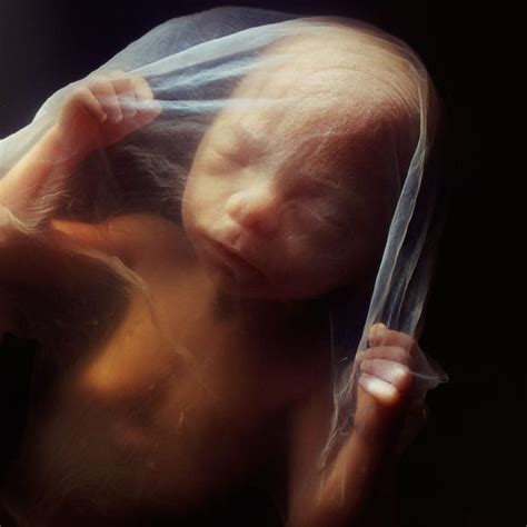 A Child is Born: Photographs of the foetus developing in the womb, by ...