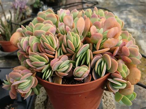 Kalanchoe rotundifolia (Common Kalanchoe) - World of Succulents ...