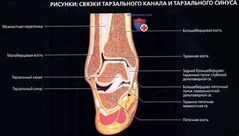 Лучевая анатомия связок голеностопного сустава