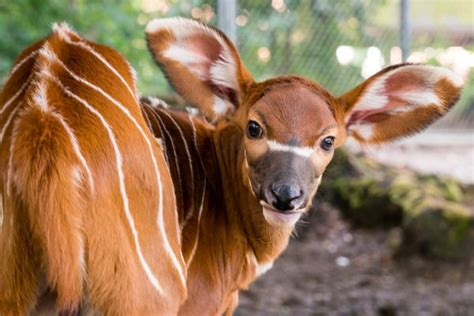Première naissance d'un bongo, une espèce d'antilope en danger d ...
