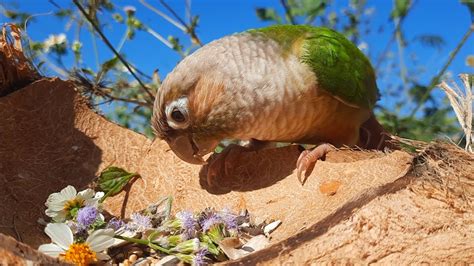 What can I eat? green conure Living in the forest : green cheek conure ...