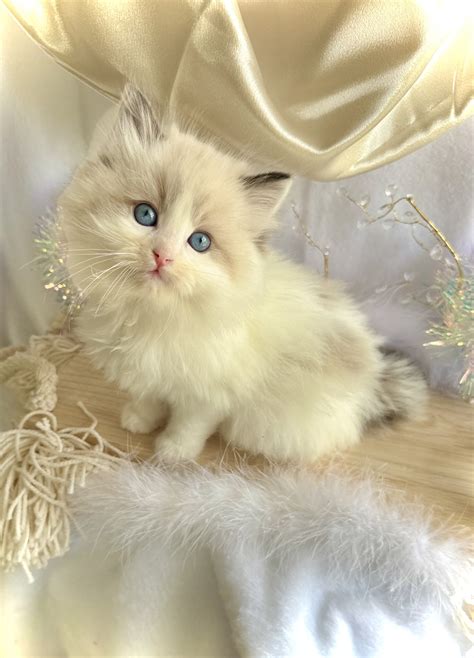 Home page - Central Iowa Ragdolls and Ragamuffins