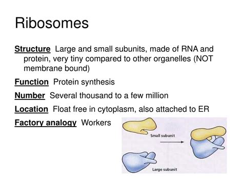 PPT - Nucleus PowerPoint Presentation, free download - ID:5483528