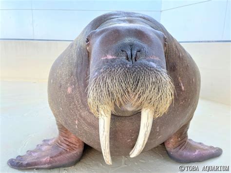 セイウチはcarnivore。 | 鳥羽水族館 飼育日記