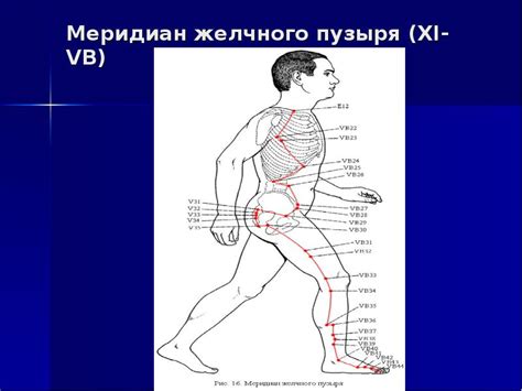 Меридиан желчного пузыря: лечение методами китайской медицины