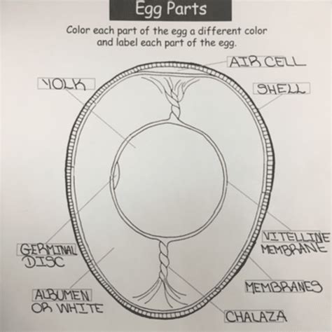 Let's Learn: Chicken Egg Anatomy 101 Eggs | Meyer Hatchery Blog